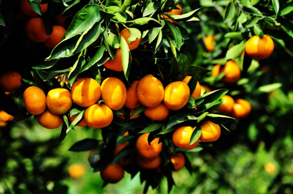 洞口雪峰蜜桔熟了,惠农网助力农品上行精准扶